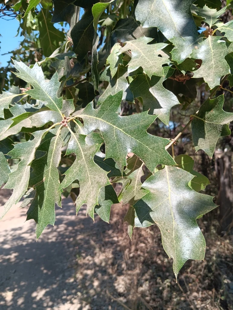 Quercus Kelloggii