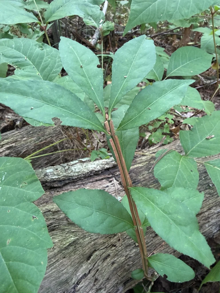 Euonymus Alatus