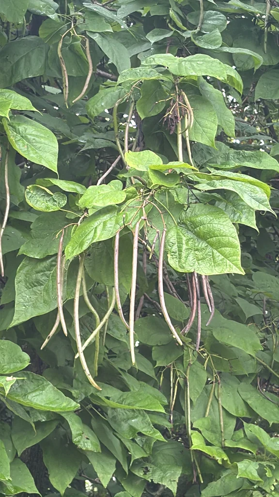 Catalpa Speciosa