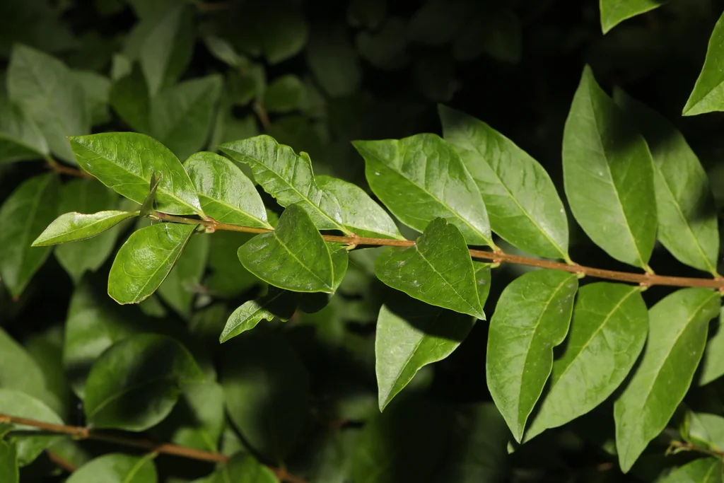 Ligustrum Ovalifolium