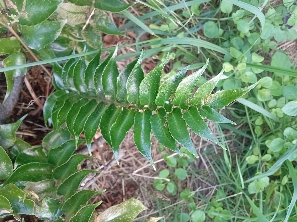 Cyrtomium Falcatum