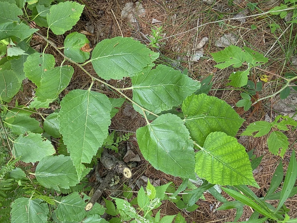Betula Papyrifera