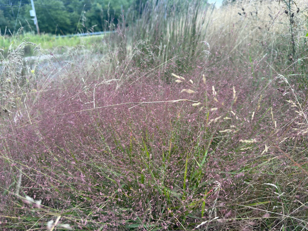 Eragrostis Spectabilis