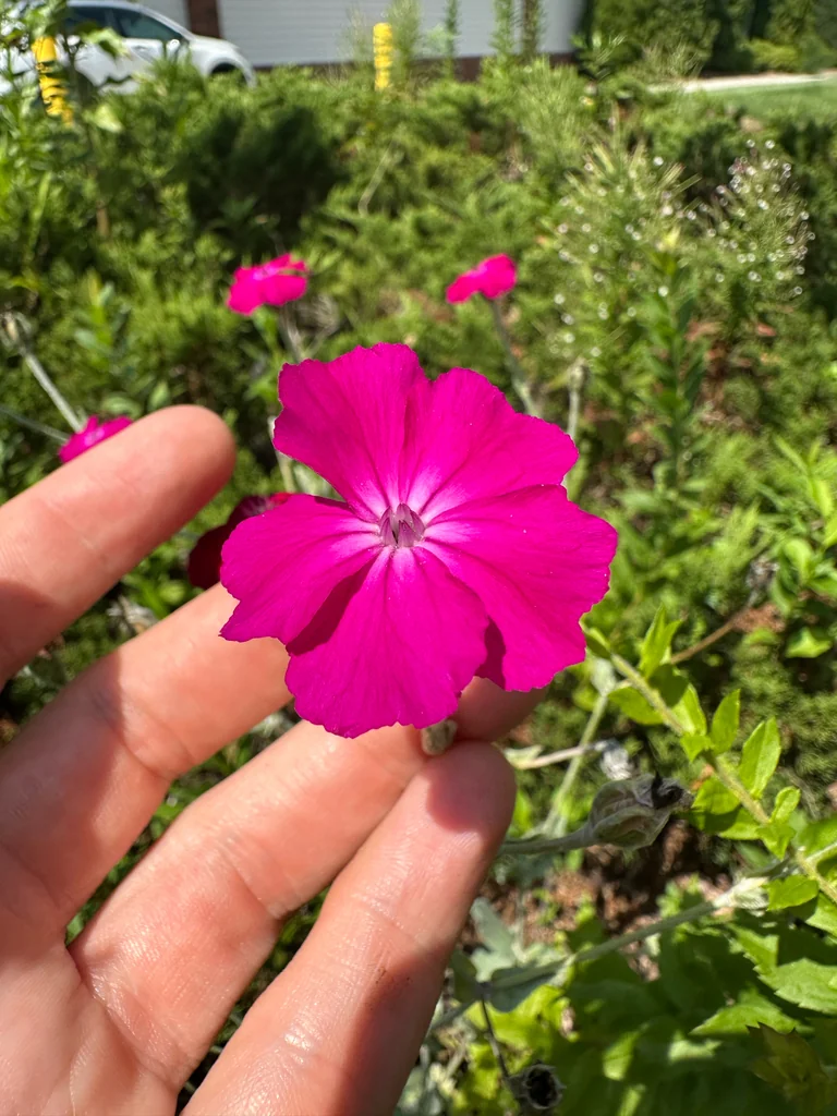 Lychnis Coronaria