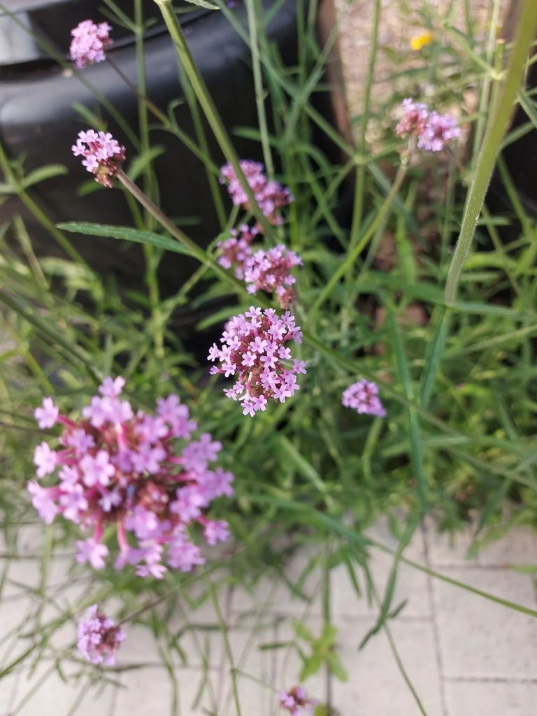 Verbena Bonariensis