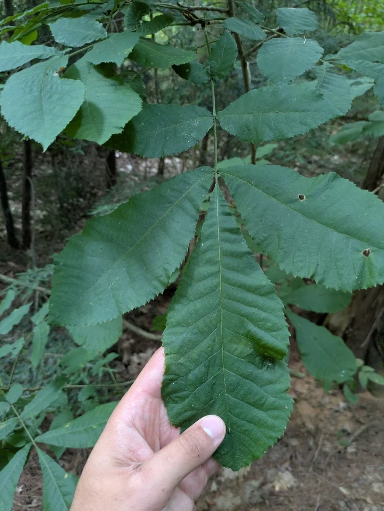 Carya Cordiformis