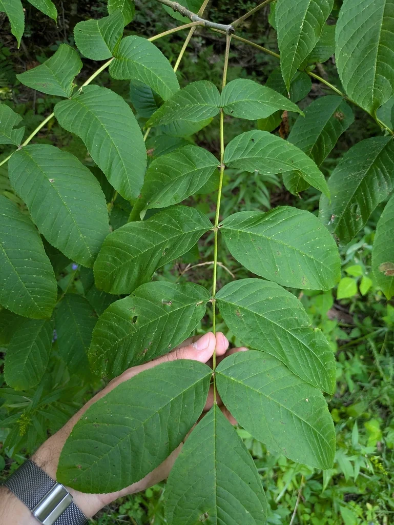 Fraxinus Nigra
