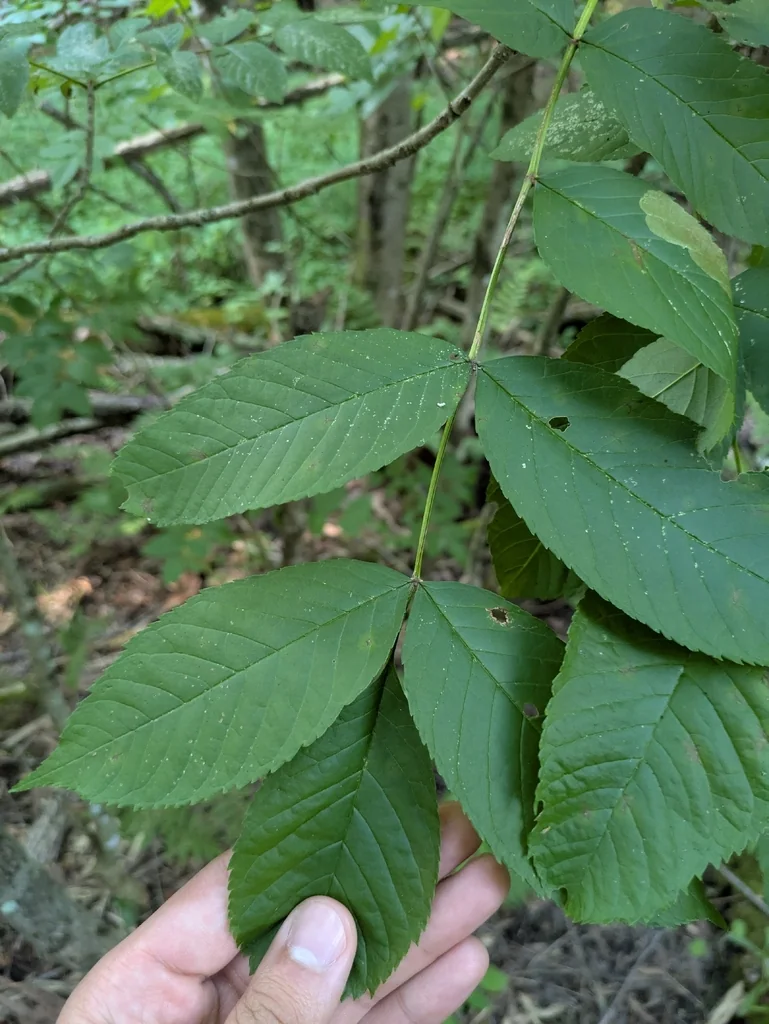Fraxinus Nigra