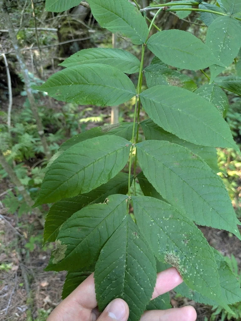 Fraxinus Nigra