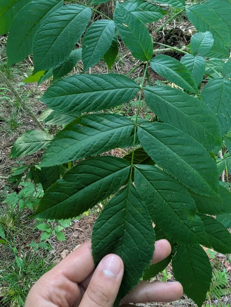 Fraxinus Nigra