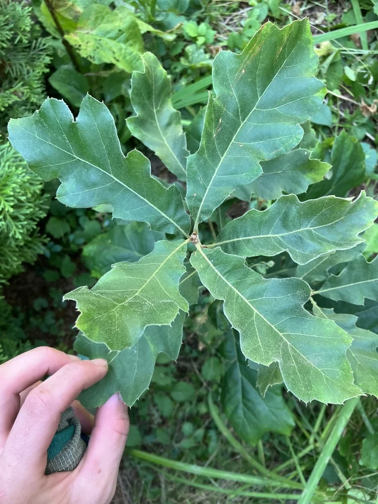 Quercus velutina