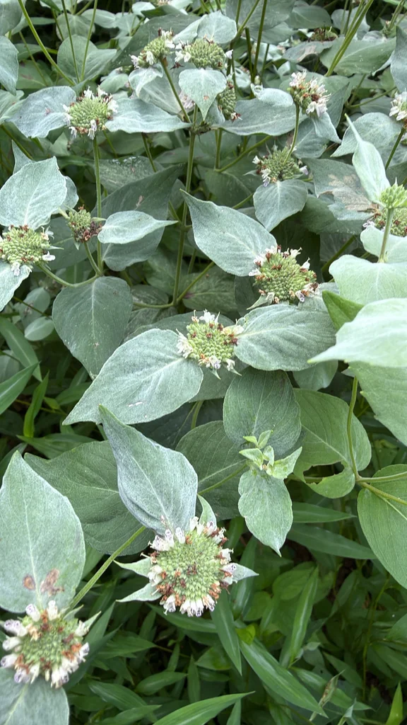Pycnanthemum Muticum