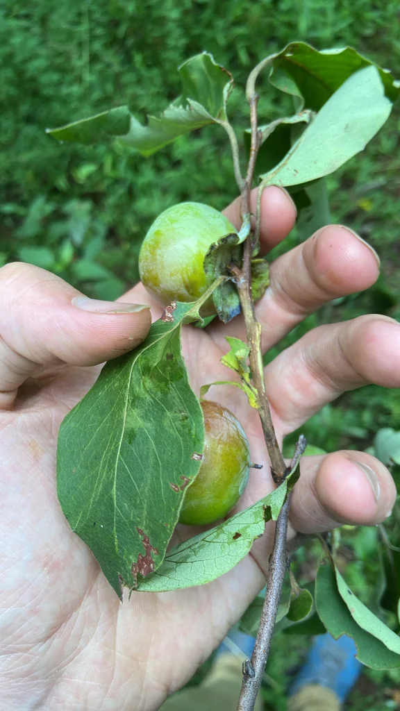 Diospyros Virginiana
