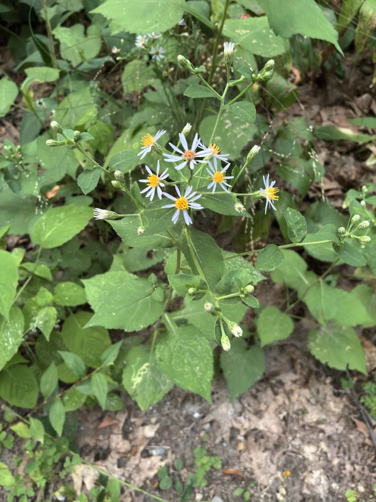 Aster Macrophyllus