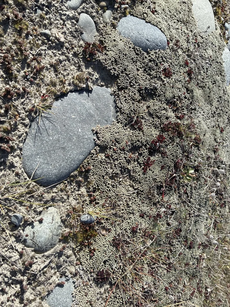Raoulia Australis