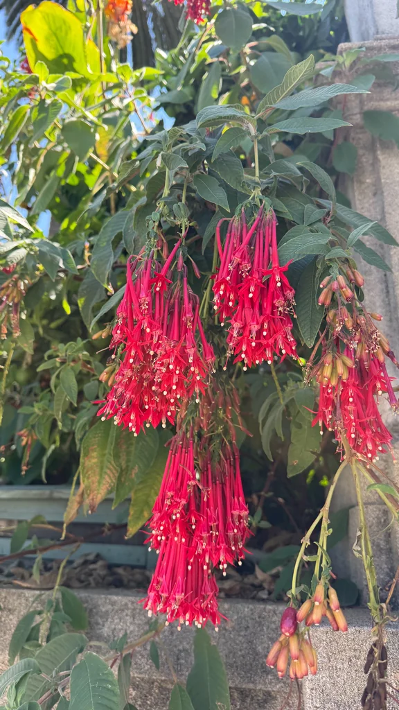 Fuchsia Boliviana
