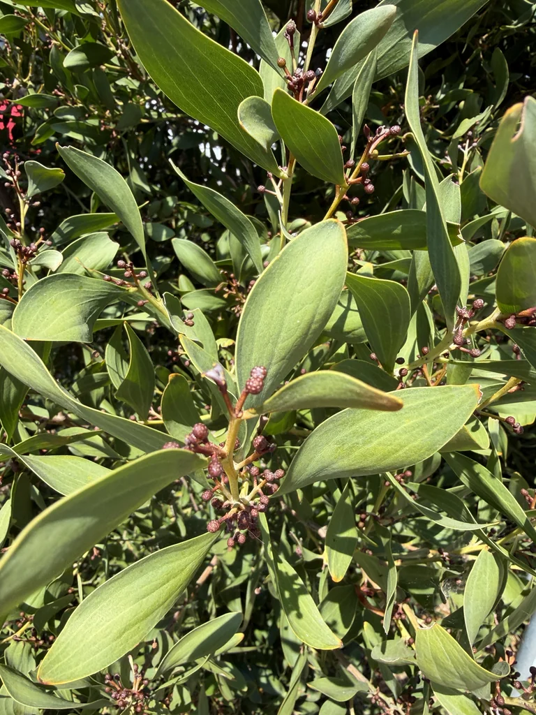 Acacia Melanoxylon