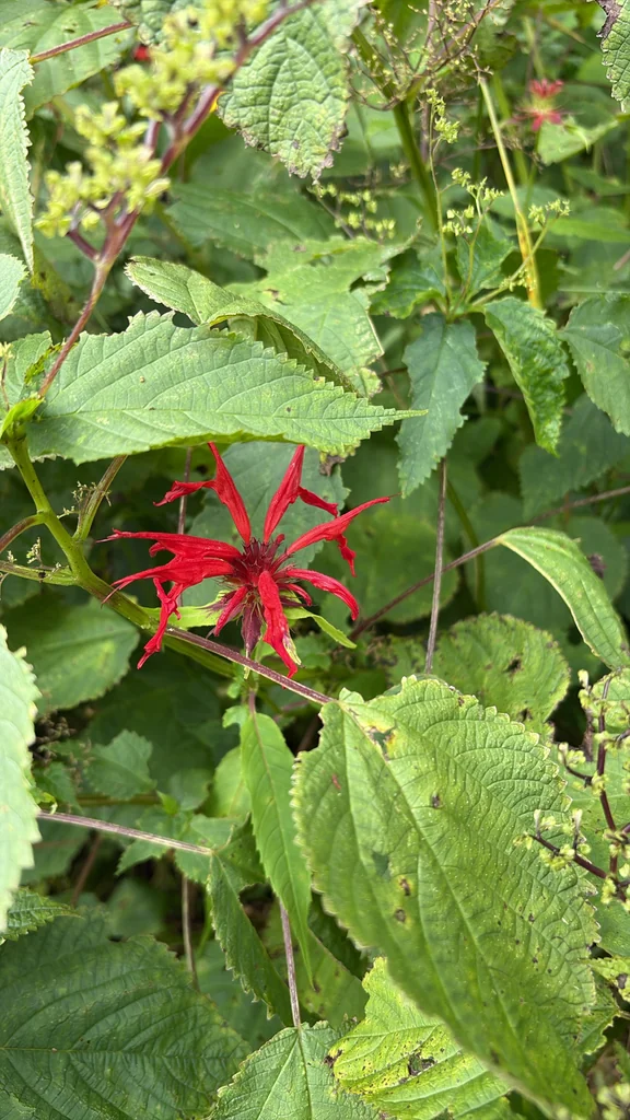 Monarda didyma