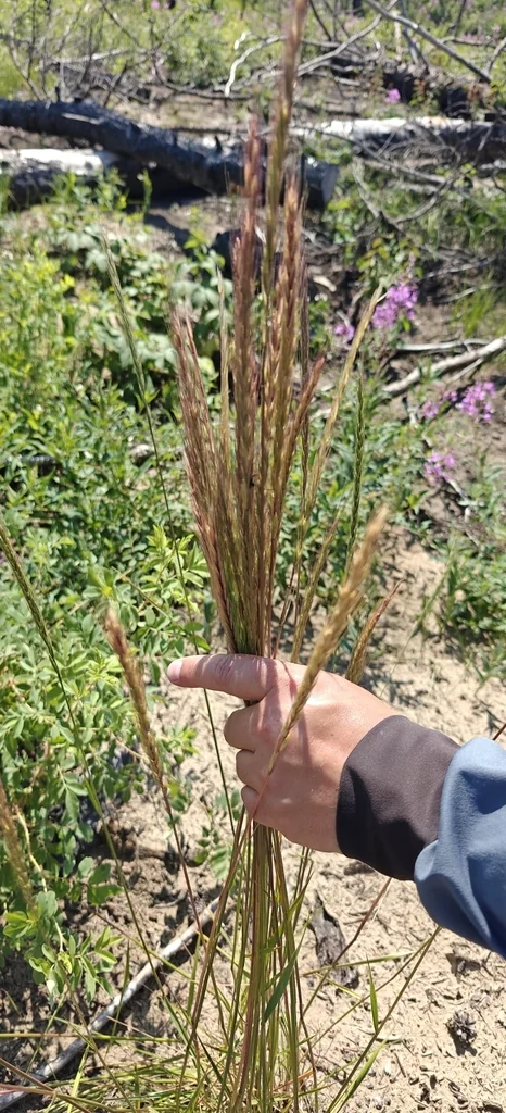 Koeleria Macrantha