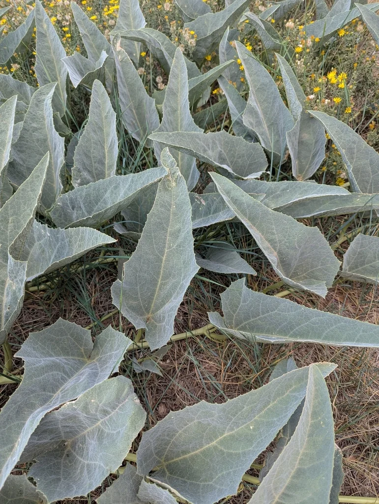 Cucurbita Foetidissima