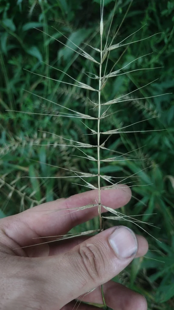 Elymus Hystrix
