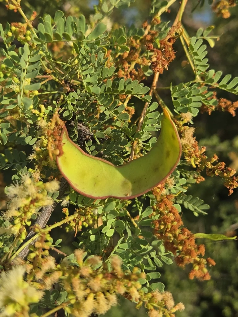 Acacia Greggii