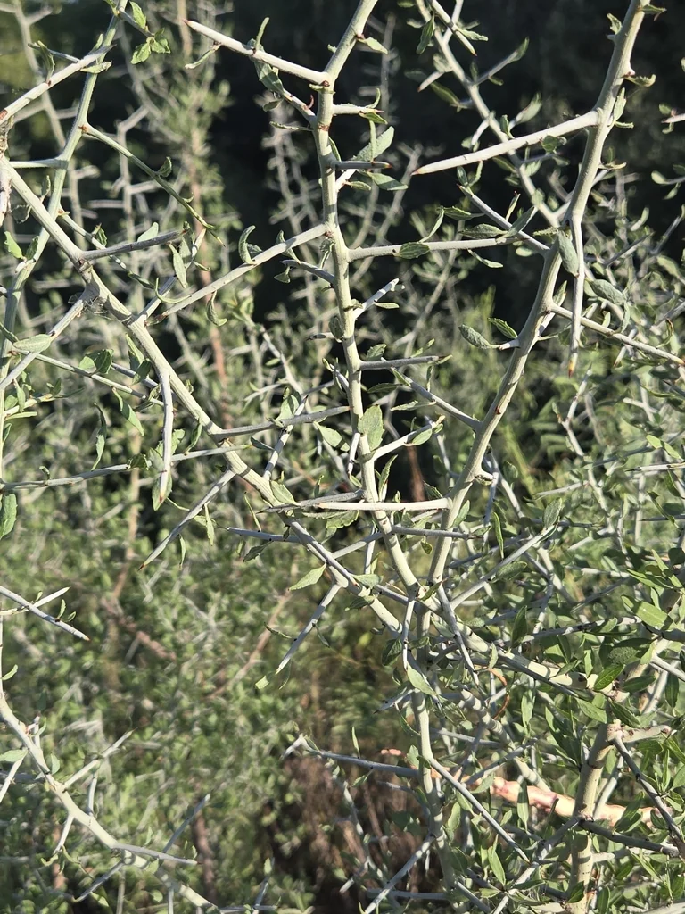 Ziziphus Obtusifolia