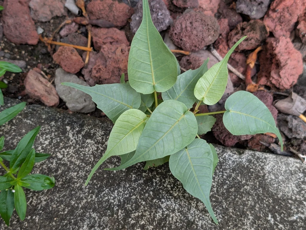 Ficus Religiosa