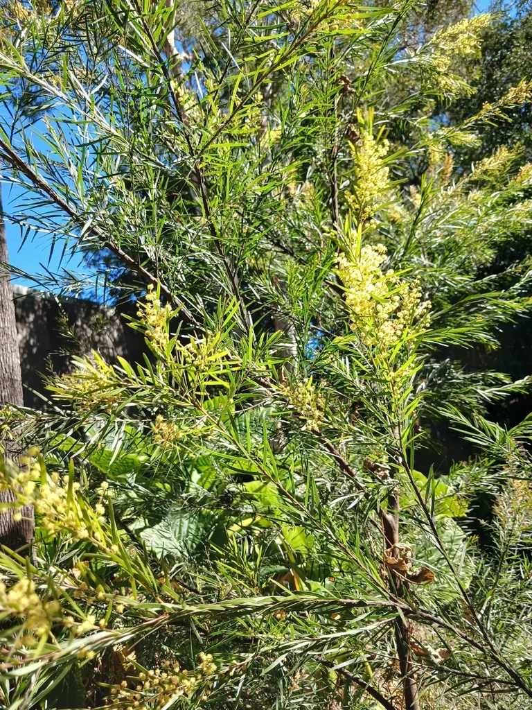 Acacia Fimbriata