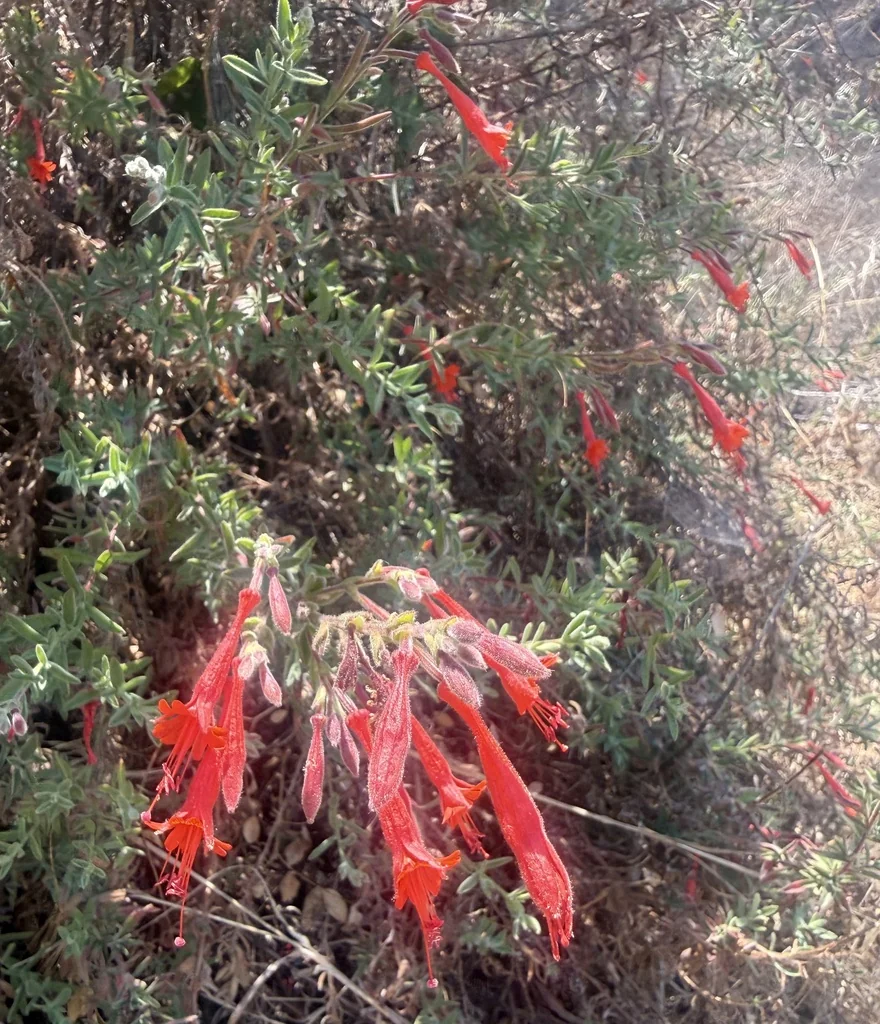 Zauschneria Californica