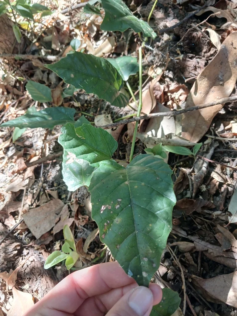 Cissus Antarctica
