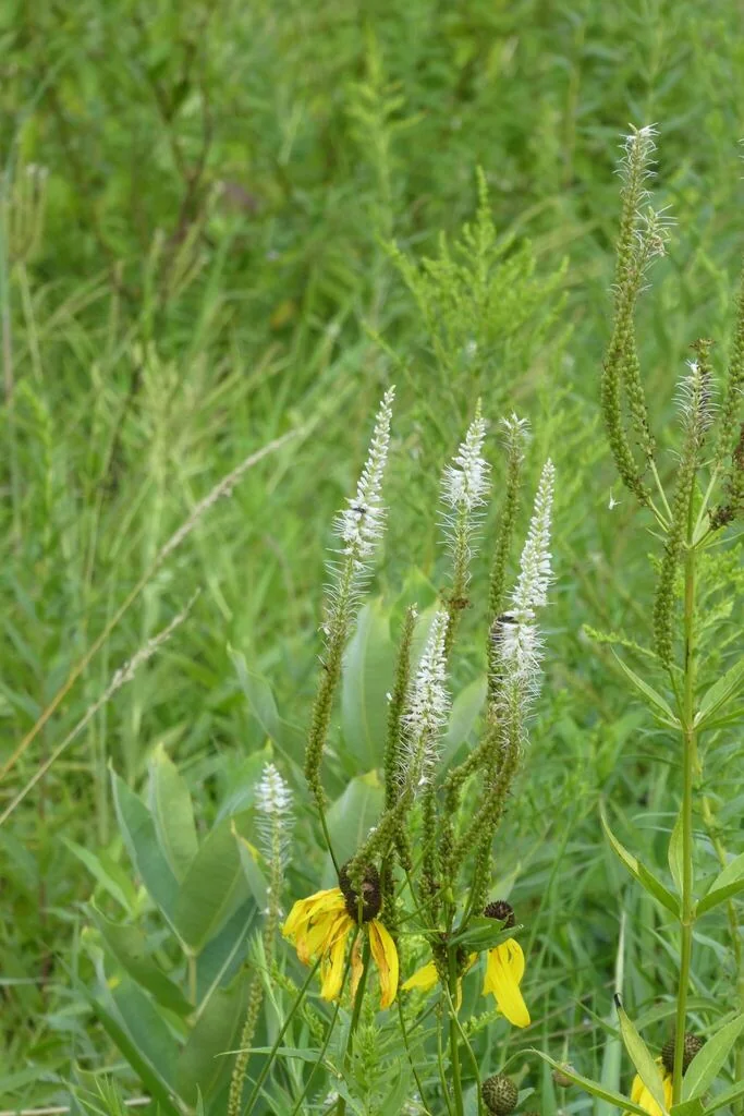 Veronicastrum Virginicum