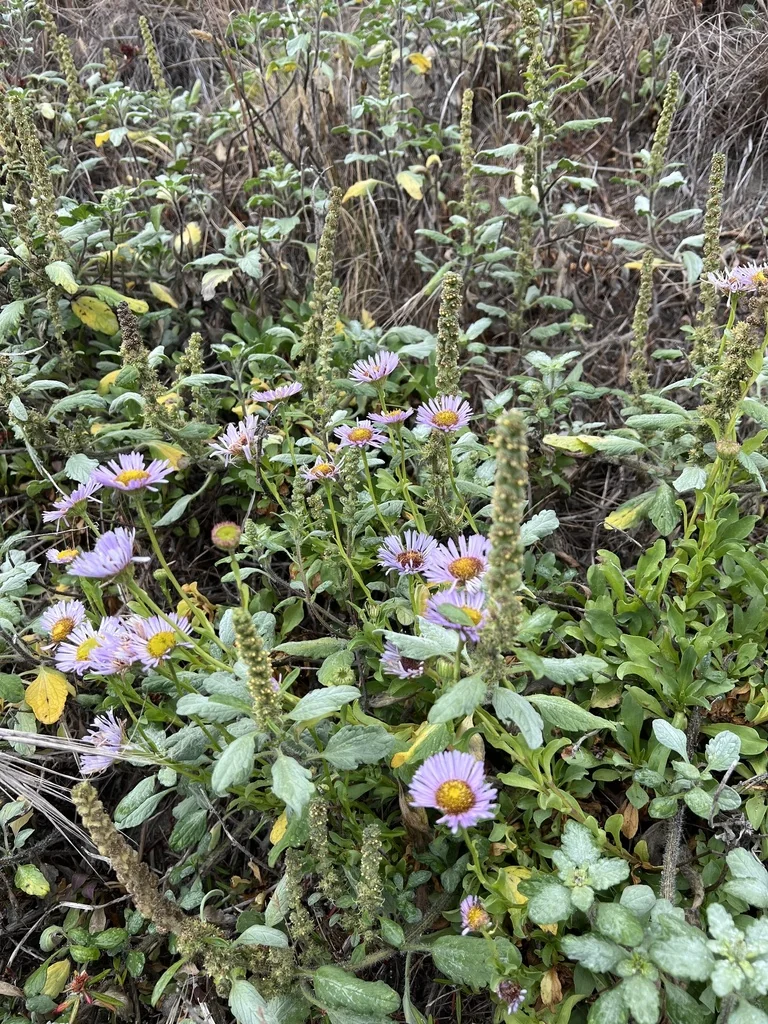 Erigeron Glaucus