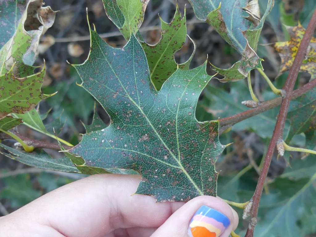 Quercus Kelloggii