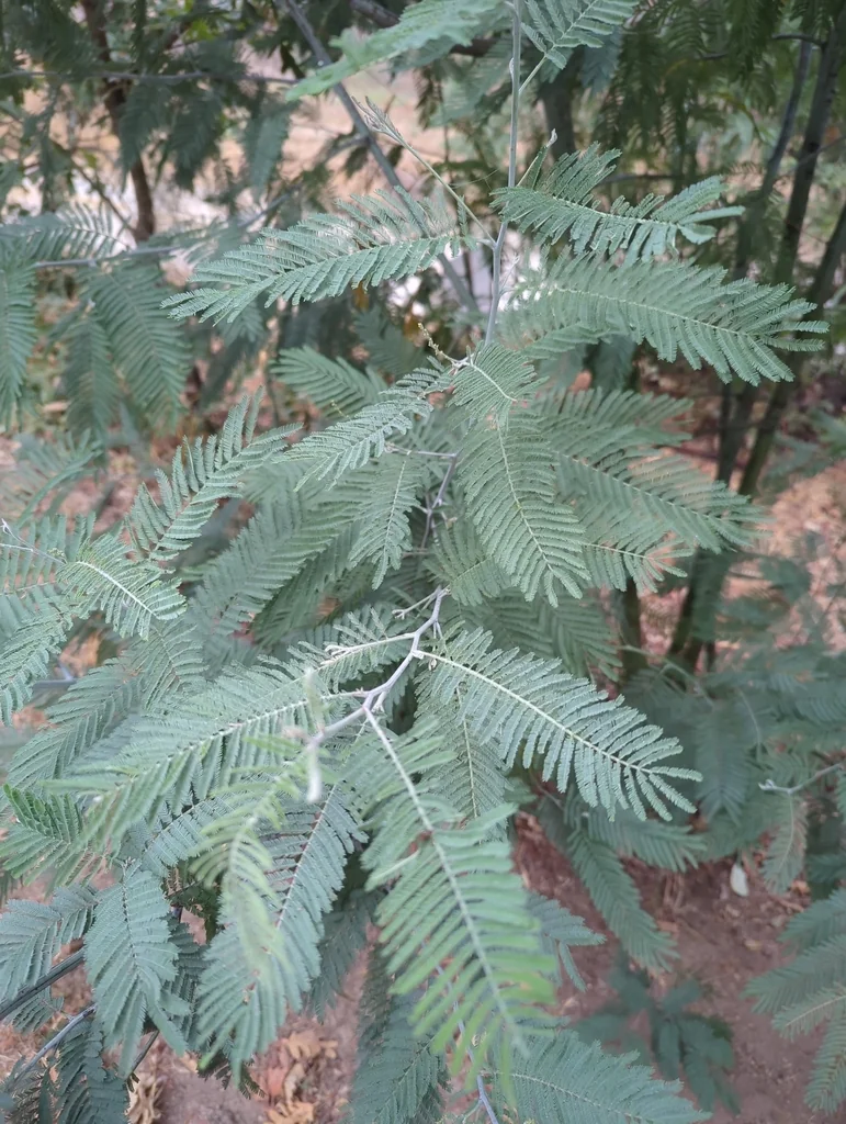 Acacia Dealbata