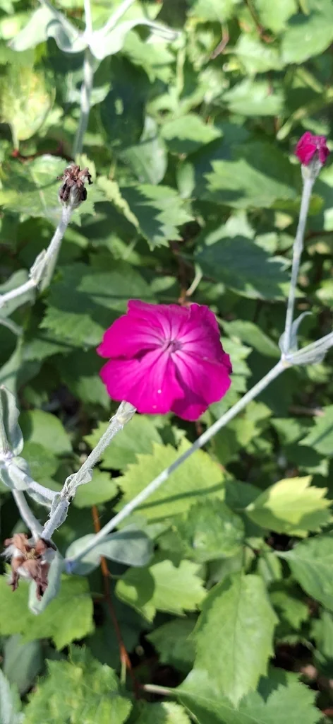 Lychnis Coronaria
