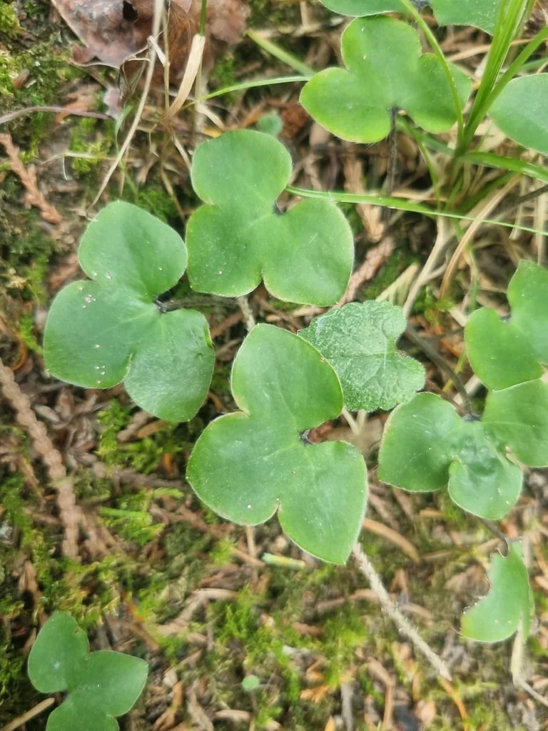 Hepatica Nobilis