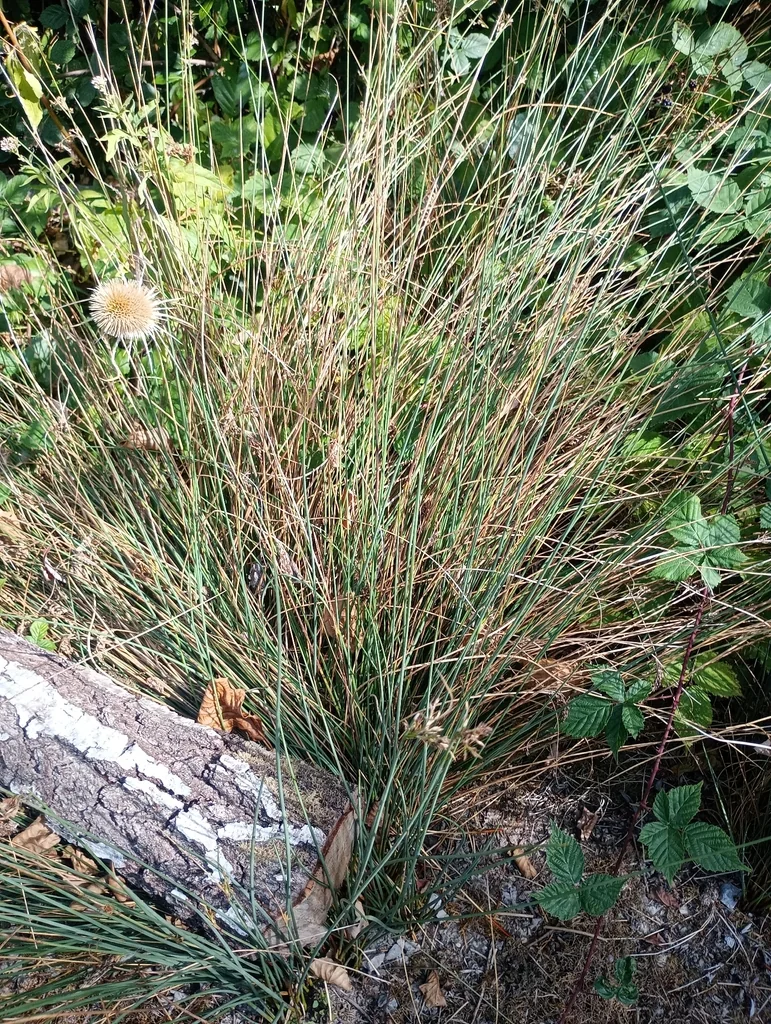 Juncus inflexus