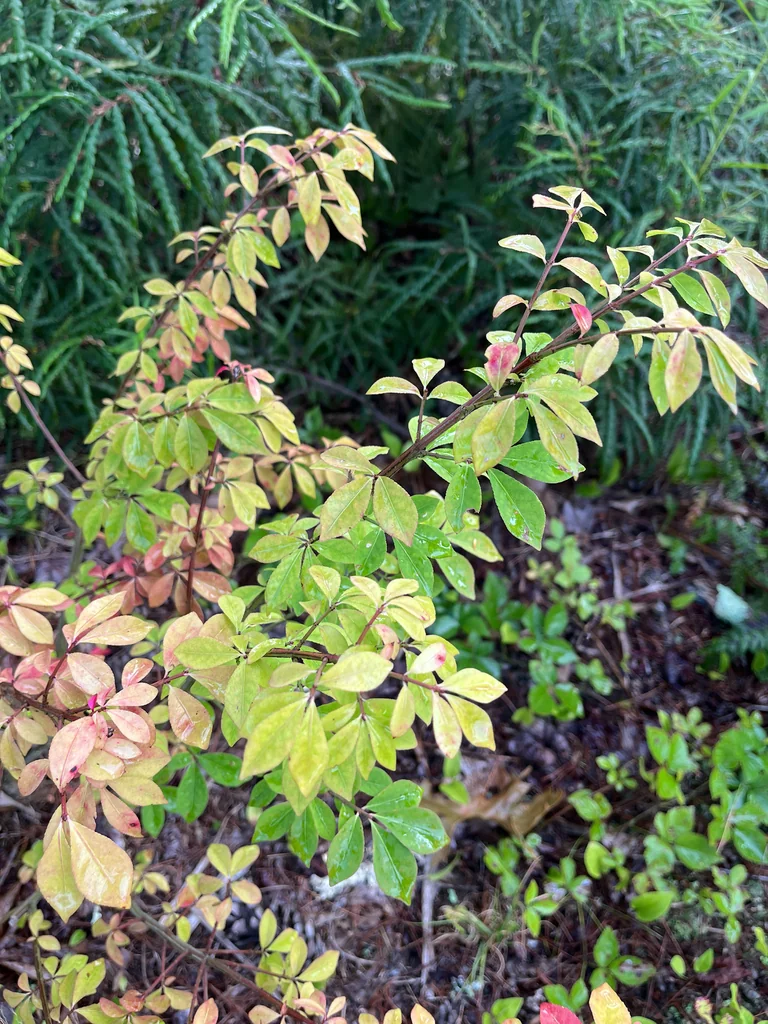 Euonymus Alatus