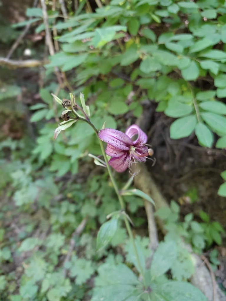 Lilium Martagon