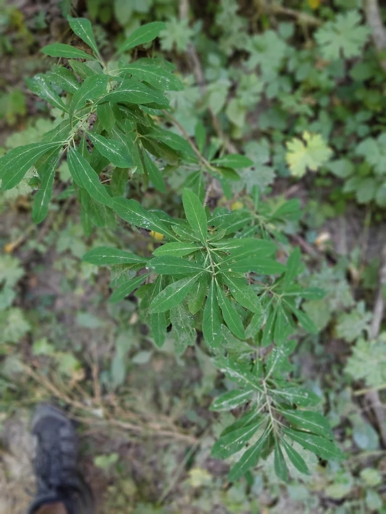Daphne Mezereum