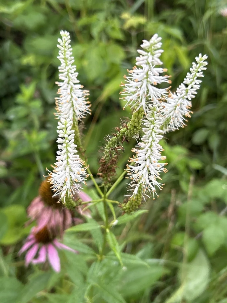 Veronicastrum Virginicum
