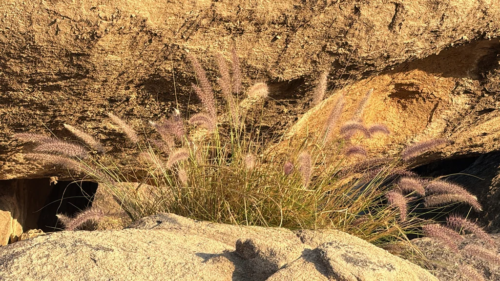Pennisetum Setaceum
