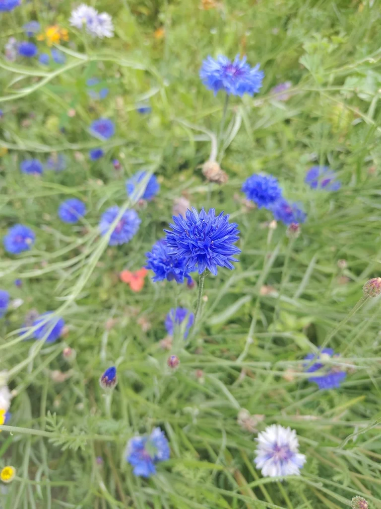 Centaurea Cyanus