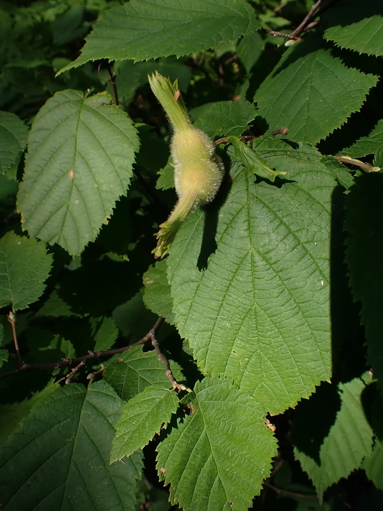 Corylus Cornuta