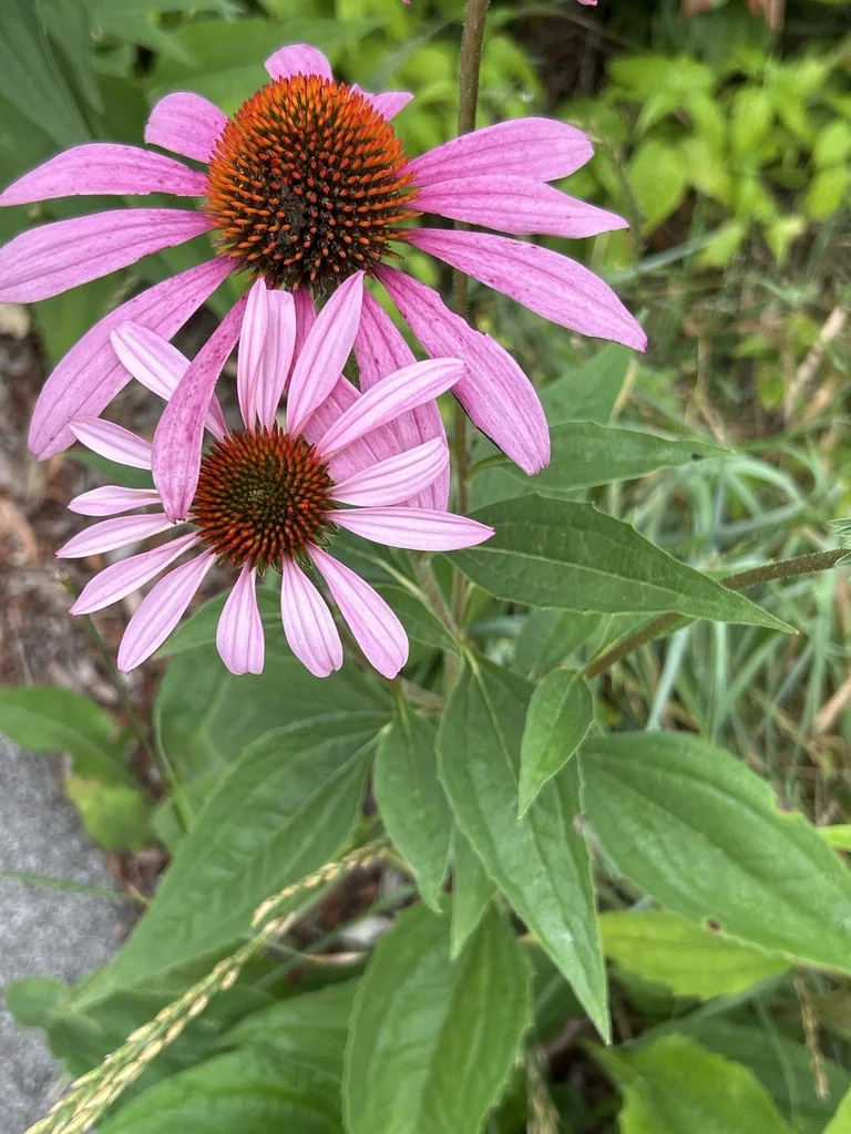Echinacea Purpurea