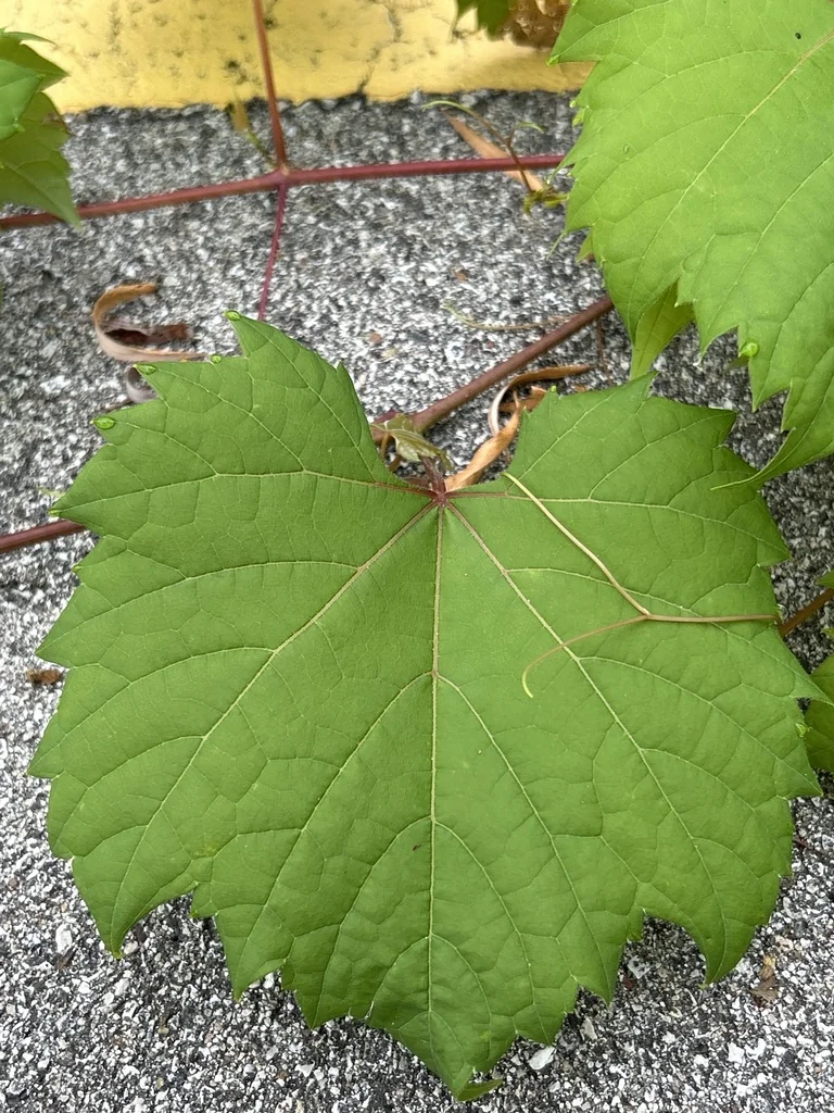 Vitis Riparia
