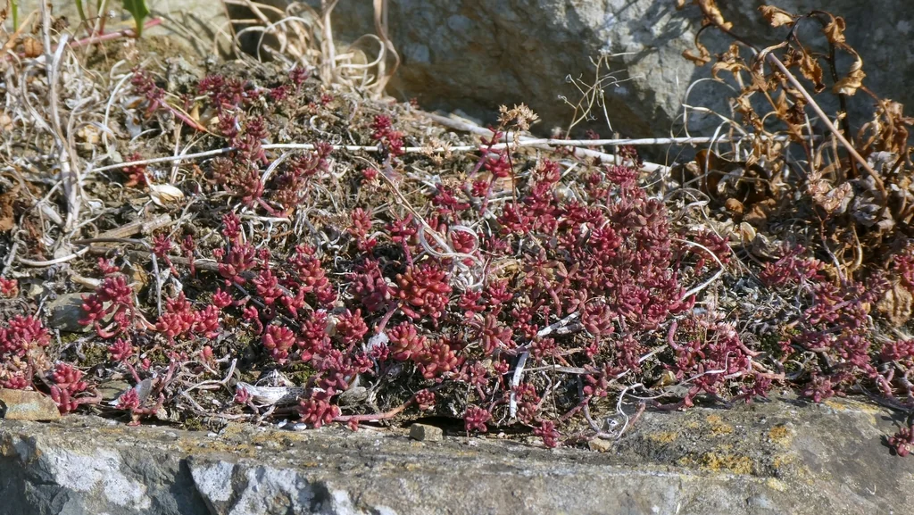 Sedum Album
