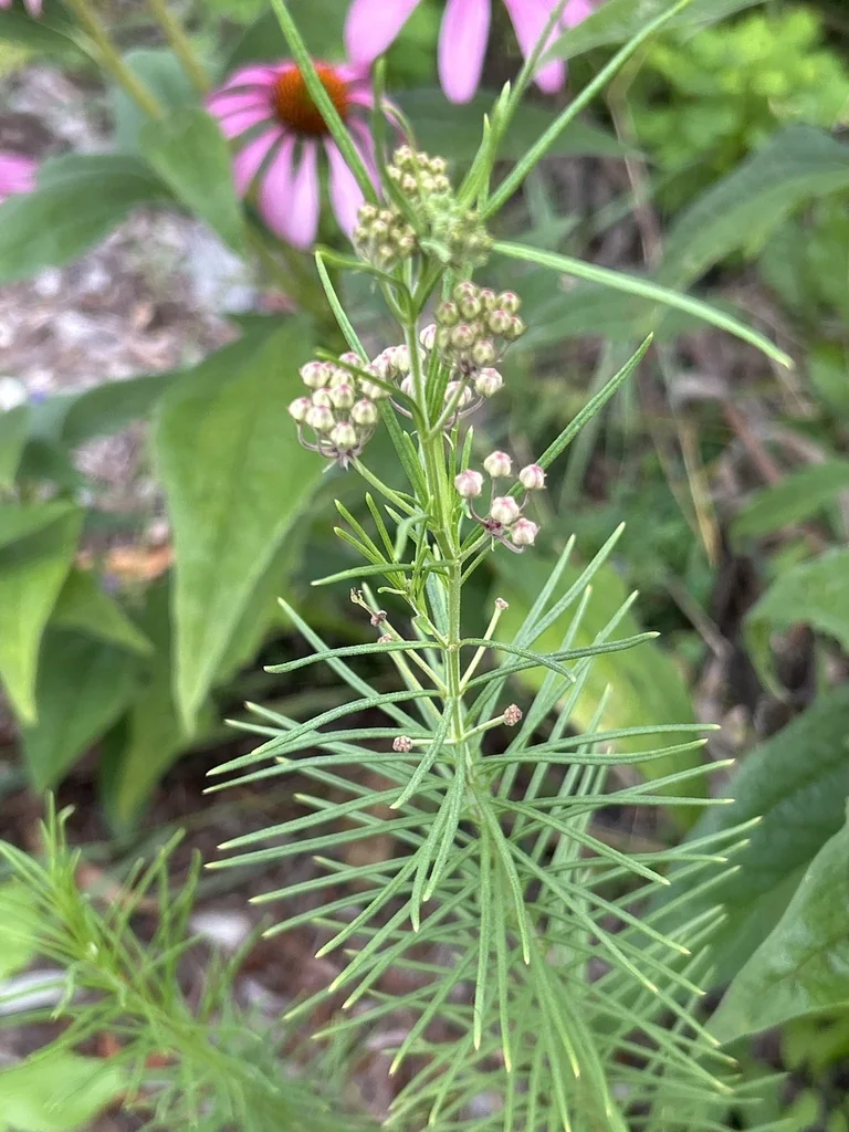 Asclepias Verticillata