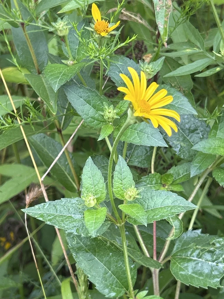 Heliopsis helianthoides